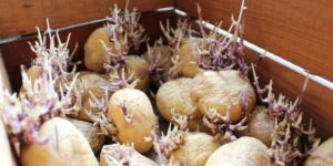 Sind keimende Kartoffeln giftig?