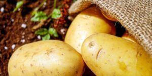 Kartoffeln lagern